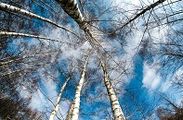 FOR o ułatwieniach w wycince drzew: dobre intencje, patologiczny proces uchwalania prawa, RP.pl